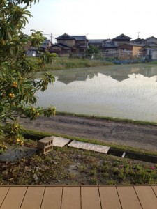 田植え